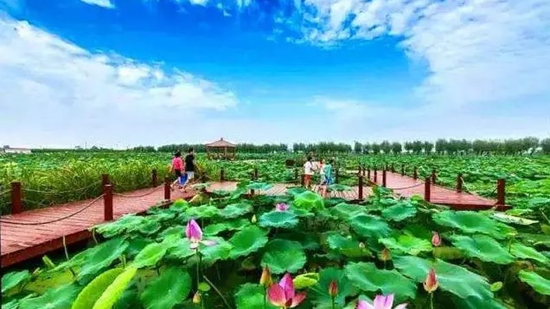 休闲农业，种植合作社的新机遇**