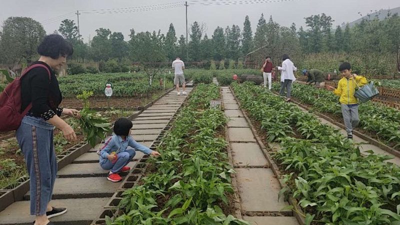 在选择盆栽水果时，应注意以下几点：
