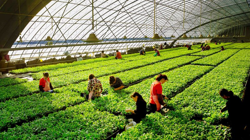 农产品营销渠道价格对比：揭秘不同渠道的优劣势