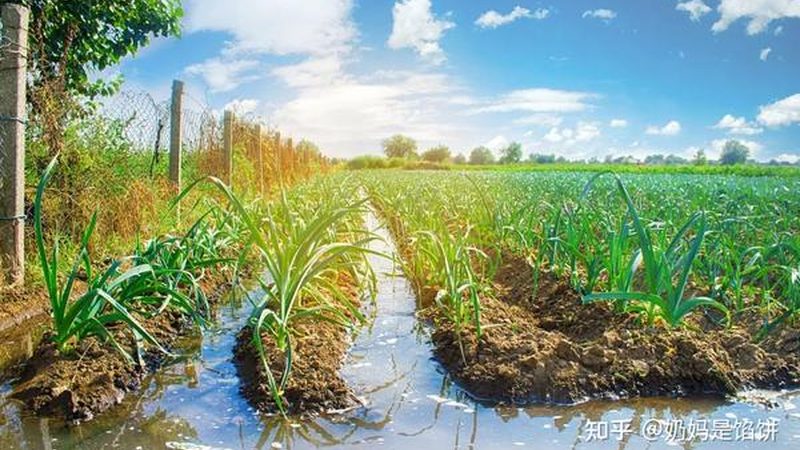 连栋温室建设：如何精准把握每平米成本**