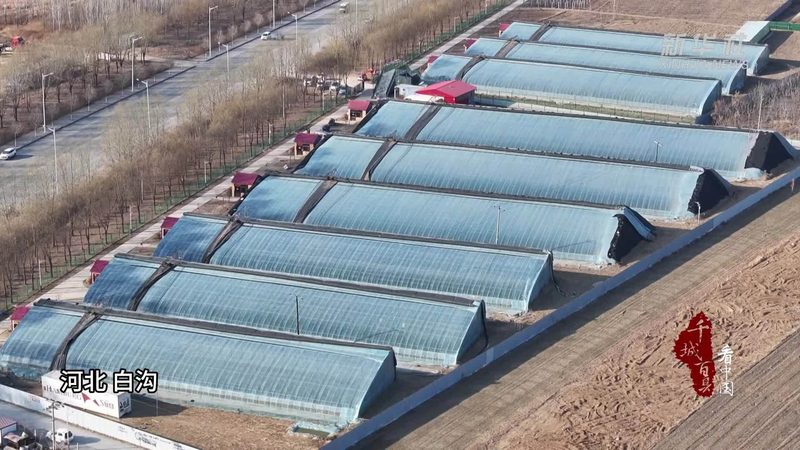 露天种植保险和设施种植保险区别