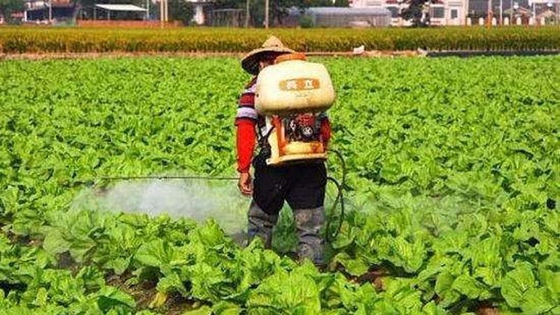农资店选种子技巧